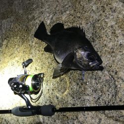 メバル　プラッキング〜