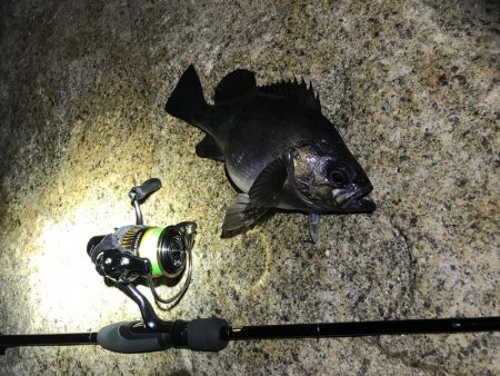 メバル　プラッキング〜