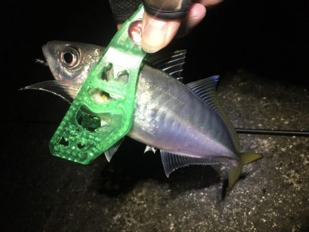 今週末もまた連日の淡路島!土曜日