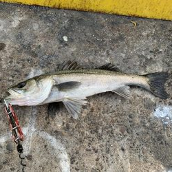 新春初釣り シーバス!!