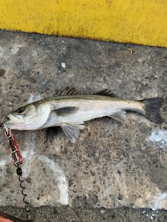 新春初釣り シーバス!!