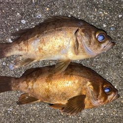 極上メバリング