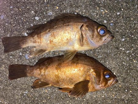 極上メバリング