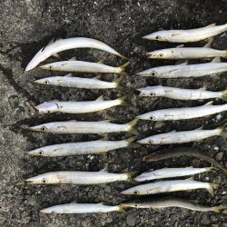 カマス今だ好調