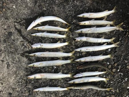 カマス今だ好調