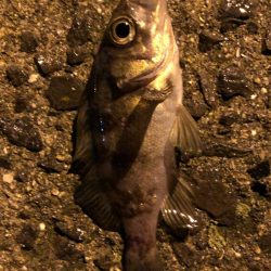 アタリはたくさんありました!