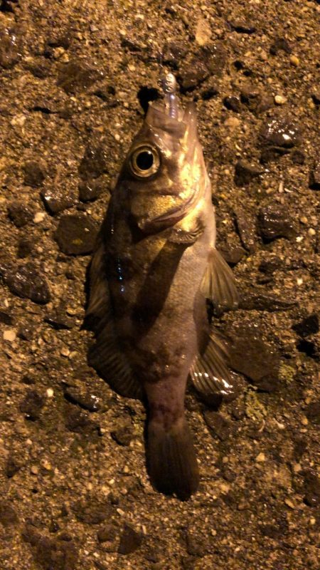 アタリはたくさんありました!