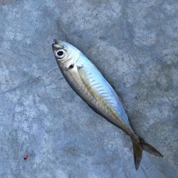 2月前だけど今年初の釣り