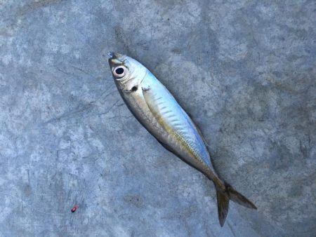 2月前だけど今年初の釣り