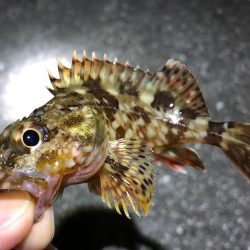 漁港内マイクロフィッシング