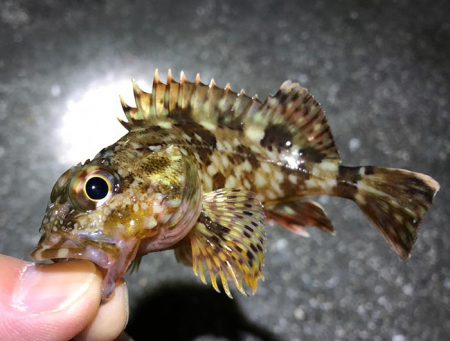 漁港内マイクロフィッシング