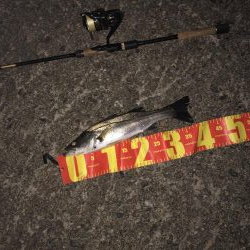 今季初円山川シーバス！