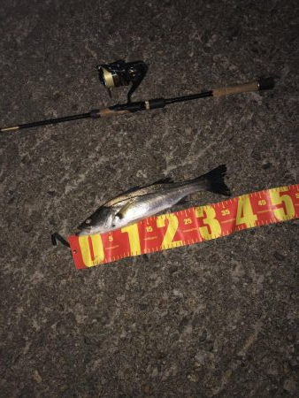 今季初円山川シーバス！