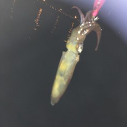 ヒイカエギング