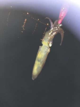 ヒイカエギング