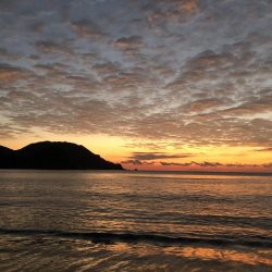 ハマチ？メジロ？