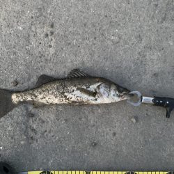 エビ撒き釣りでセイゴ！！！