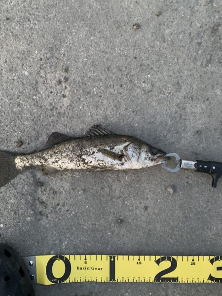 エビ撒き釣りでセイゴ！！！