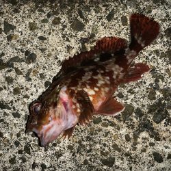 風裏ライトゲーム