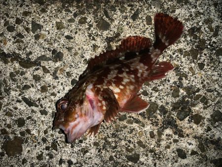 風裏ライトゲーム