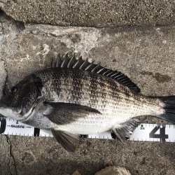 イチノ兄弟、釣果！