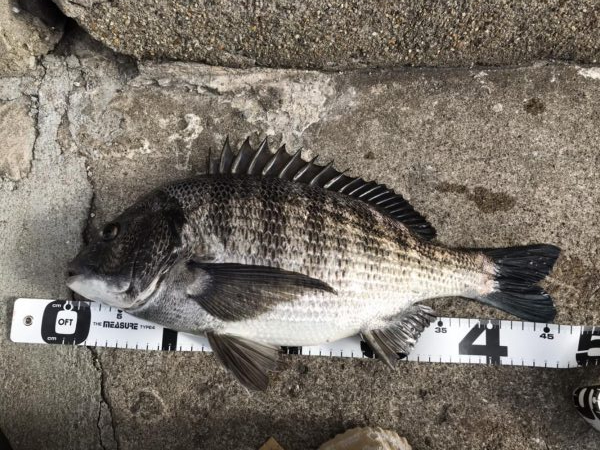 イチノ兄弟、釣果！