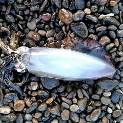 残念小型でした(#^^#)