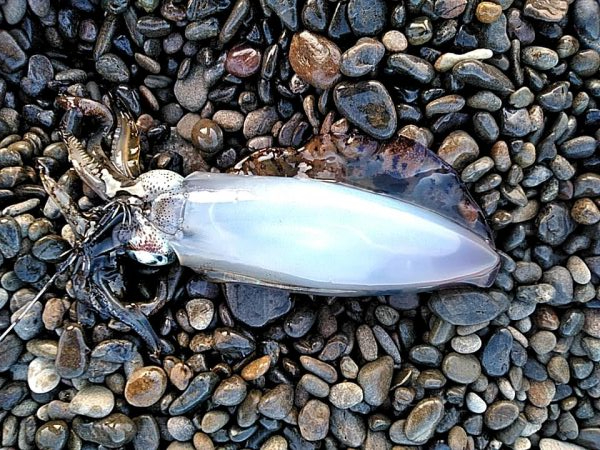 残念小型でした(#^^#)