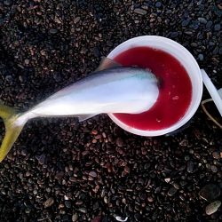 なんと　７０ｃｍのメジロが釣れました!!