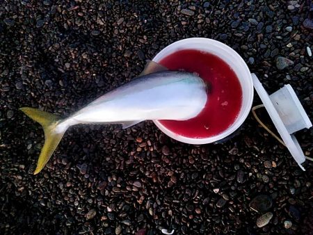 なんと　７０ｃｍのメジロが釣れました!!