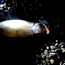 大きくなってきましたね(^^)