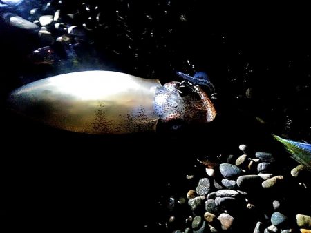 大きくなってきましたね(^^)