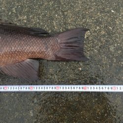 タンコブゲーム