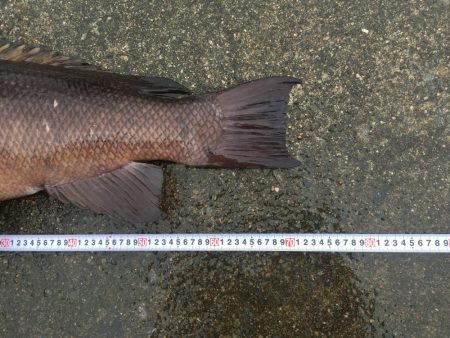 タンコブゲーム