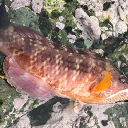 メバリング失敗の果てに、個人的に嬉しい外道