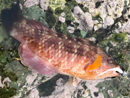 メバリング失敗の果てに、個人的に嬉しい外道