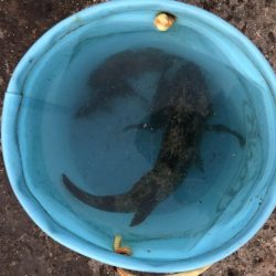 ライトゲームで根魚