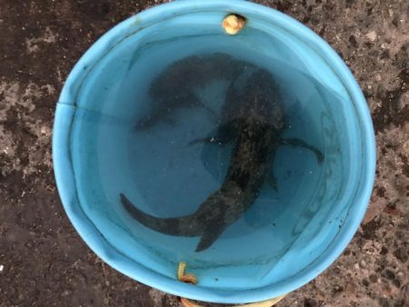 ライトゲームで根魚