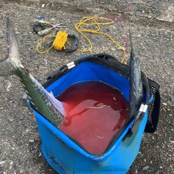 数は少ないが、まだまだ！情報求む！