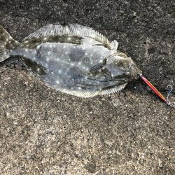 青物狙いでヒラメ！