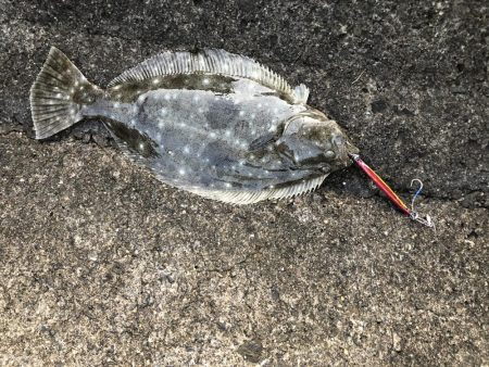 青物狙いでヒラメ！