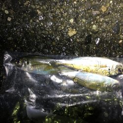 小メバルばかり‥