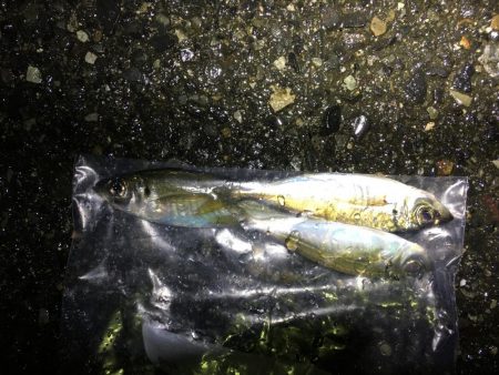 小メバルばかり‥