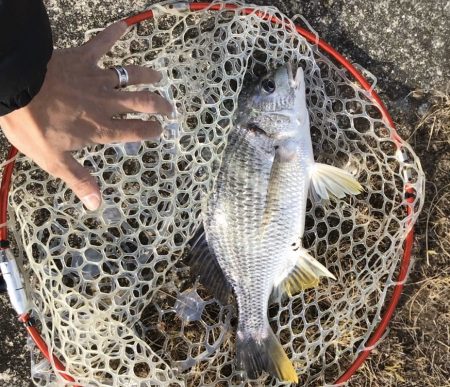 1月18日デーゲーム