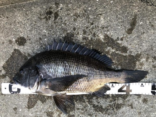 イチノ兄弟、釣果！