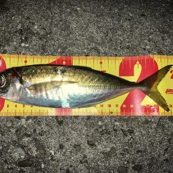 釣りってわからない…