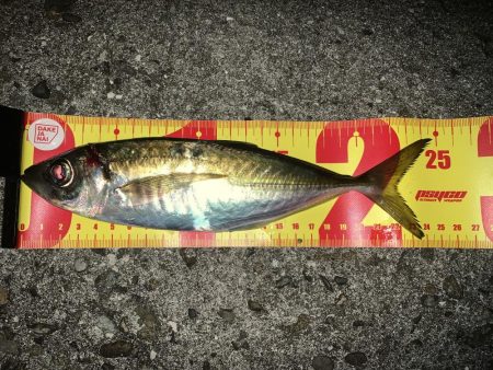 釣りってわからない…