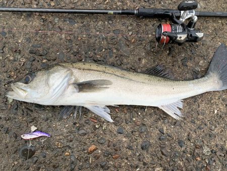 初釣りのロッド入魂