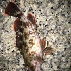 巻き起こせタ・カ・チfordream