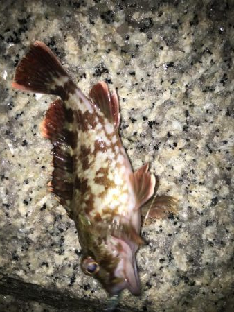 巻き起こせタ・カ・チfordream